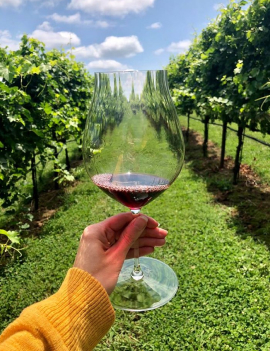 Wine Adventures