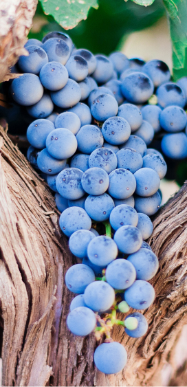 Wine Adventures